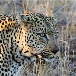 Safari near Durban